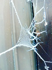 Spider Web Shed